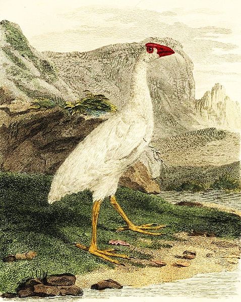 Porphyrio albus