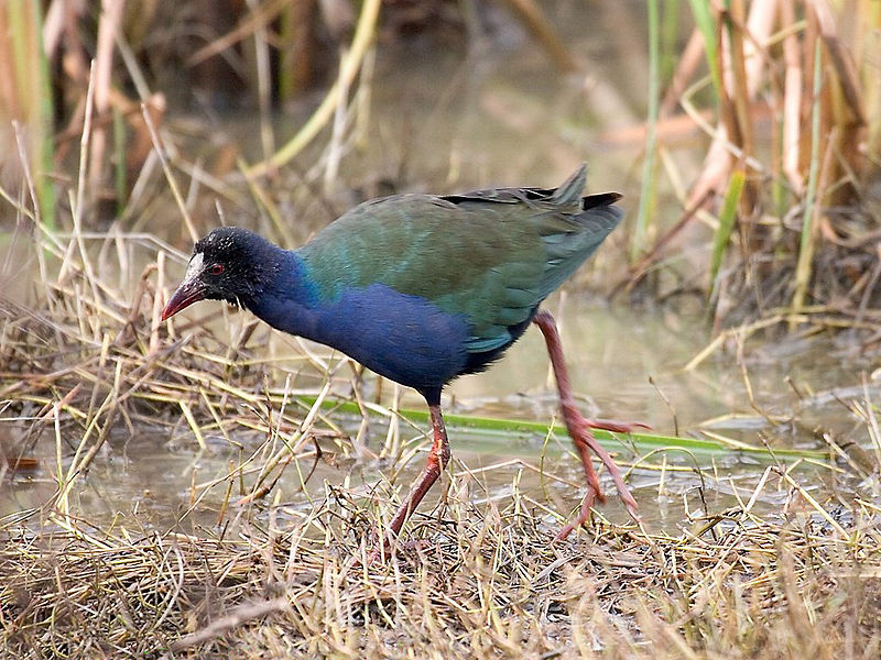 Porphyrio alleni