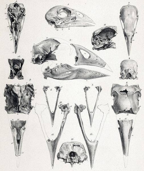 Porphyrio mantelli