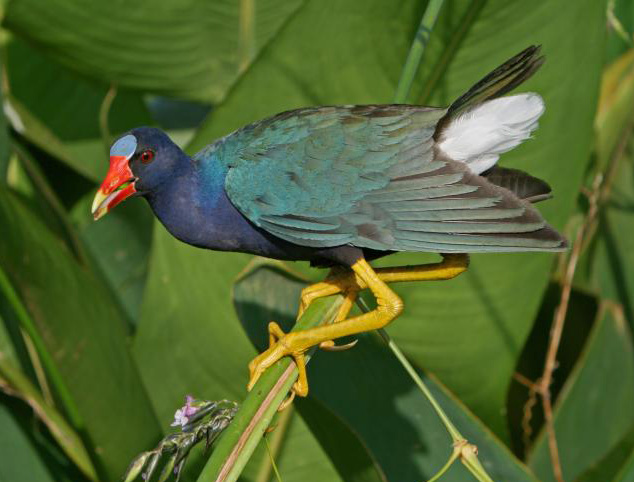 Porphyrio martinicus