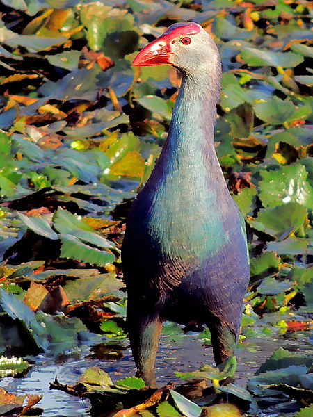 Porphyrio porphyrio