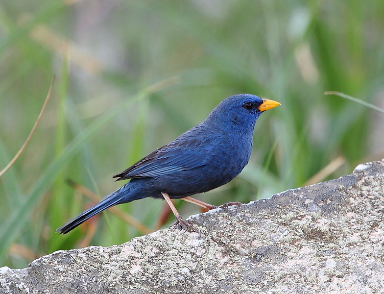 Porphyrospiza caerulescens