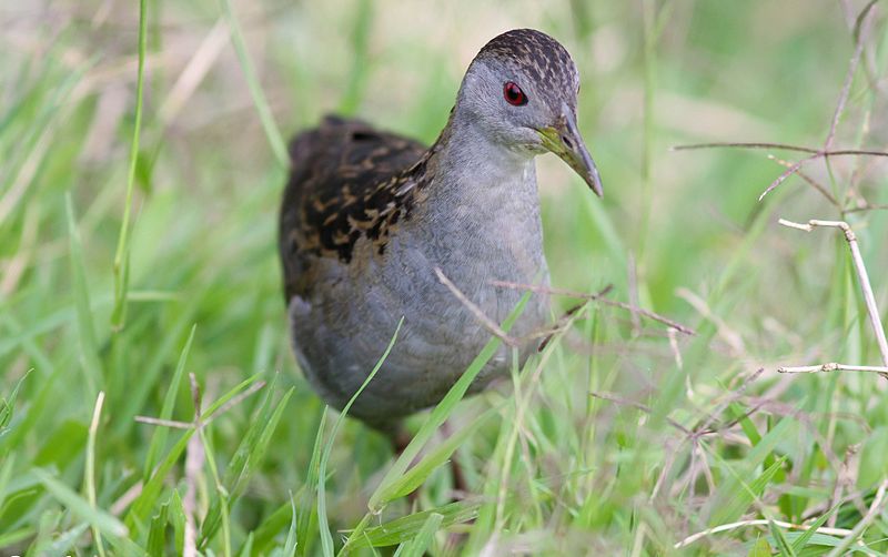 Porzana albicollis