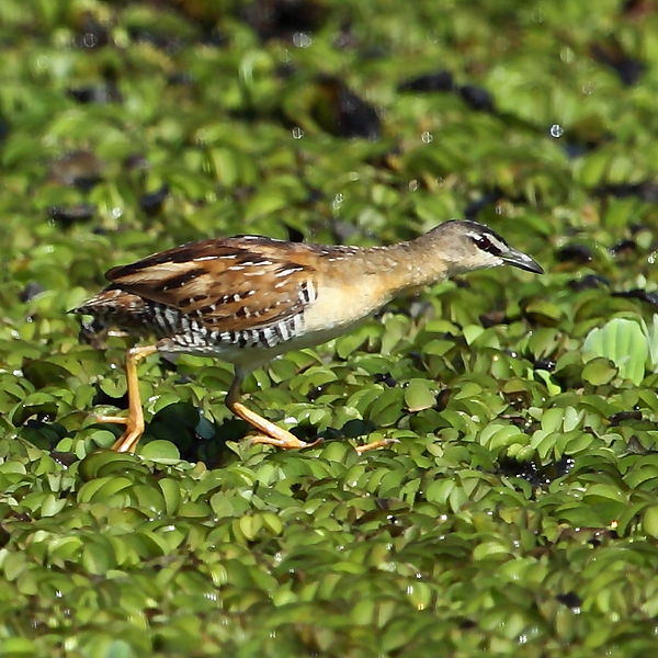 Porzana flaviventer