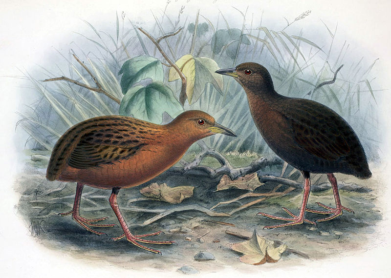 Porzana sandwichensis