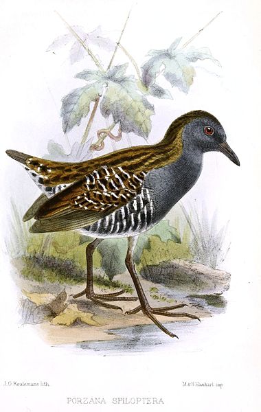 Porzana spiloptera