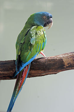 Primolius couloni