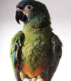 Primolius maracana