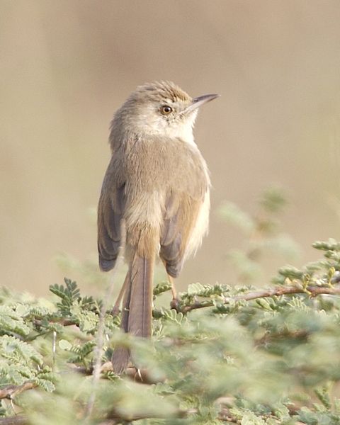 Prinia buchanani
