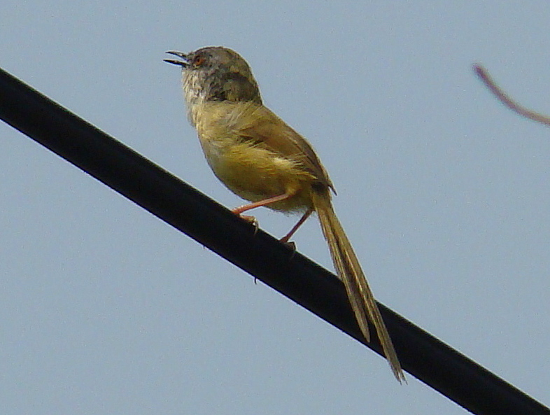 Prinia flaviventris
