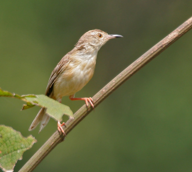 Prinia inornata