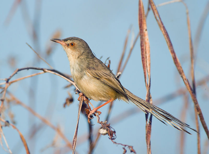 Prinia polychroa