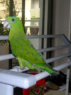 Prioniturus discurus