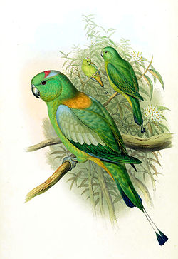 Prioniturus platurus