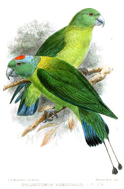Prioniturus verticalis