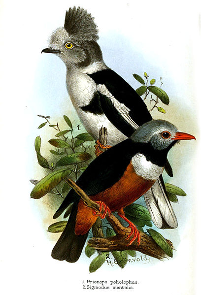 Prionops caniceps