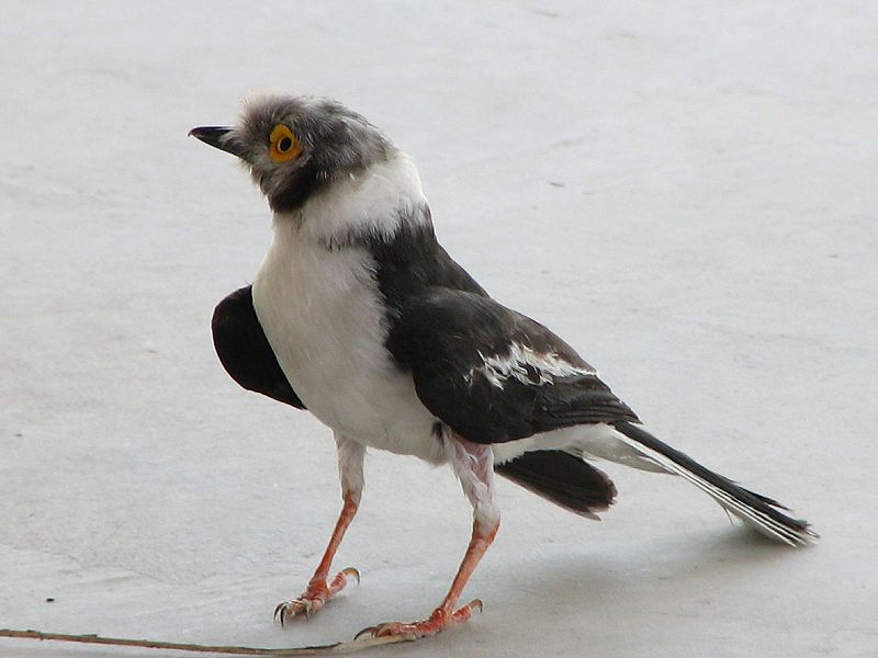 Prionops plumatus