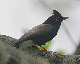 Prionops retzii