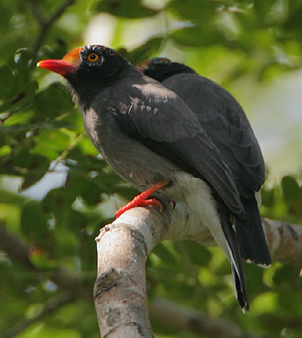 Prionops scopifrons