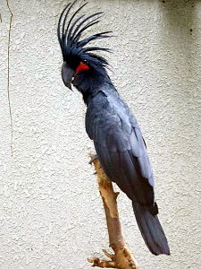 Probosciger aterrimus