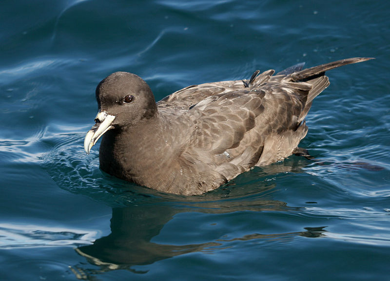 Procellaria aequinoctialis