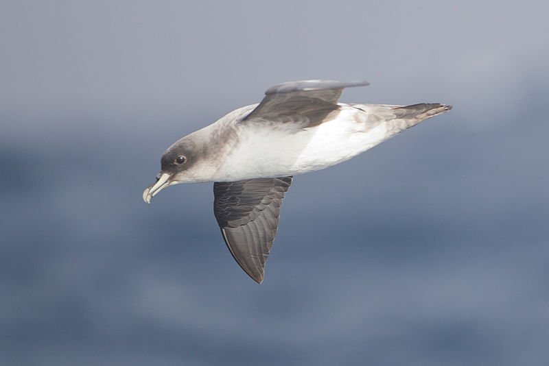 Procellaria cinerea