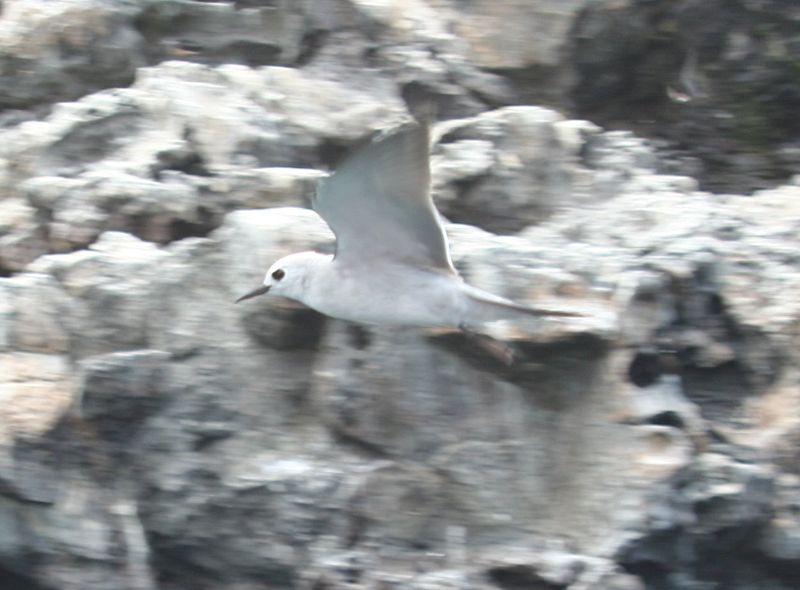 Procelsterna cerulea