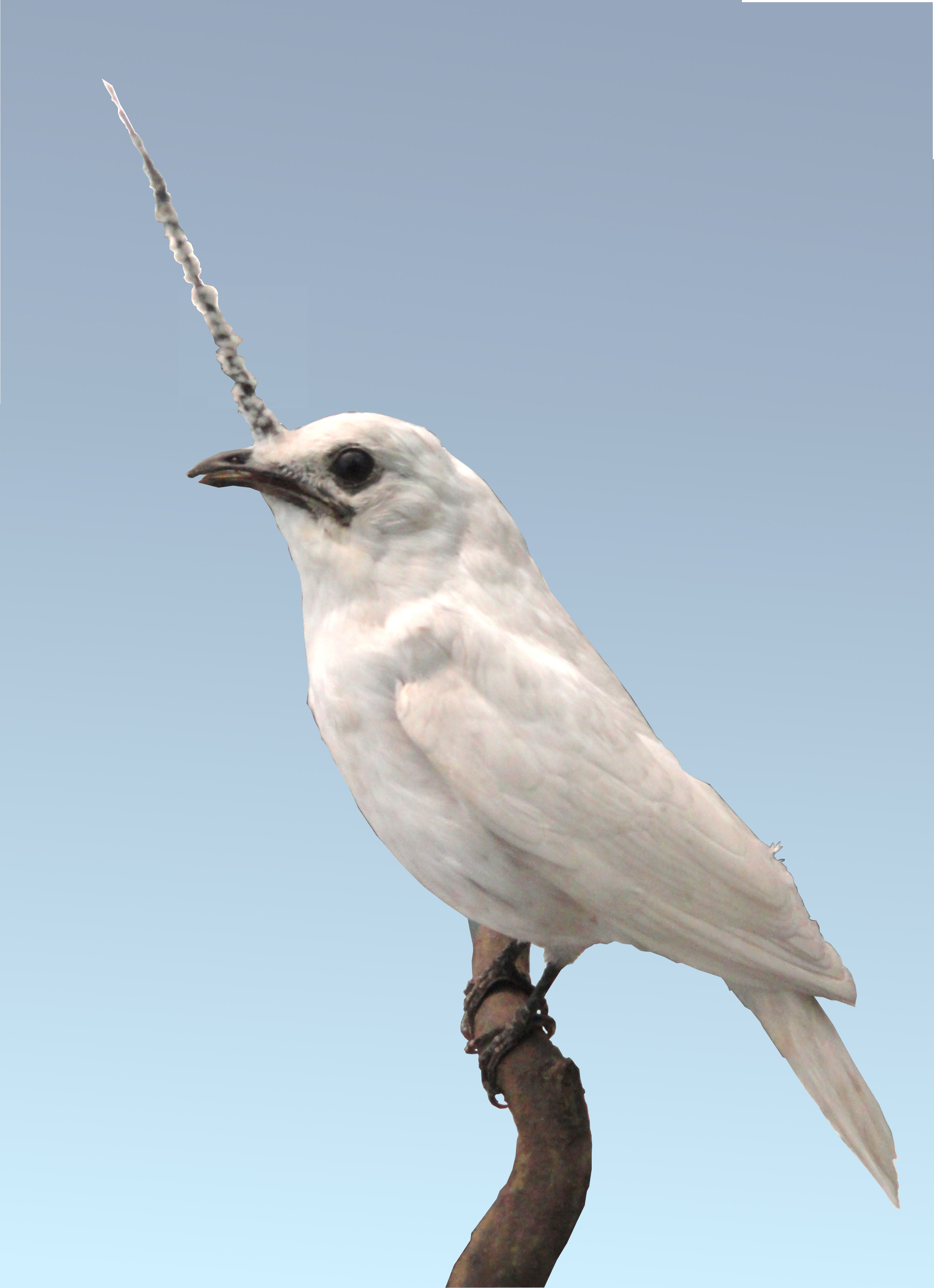 Procnias albus