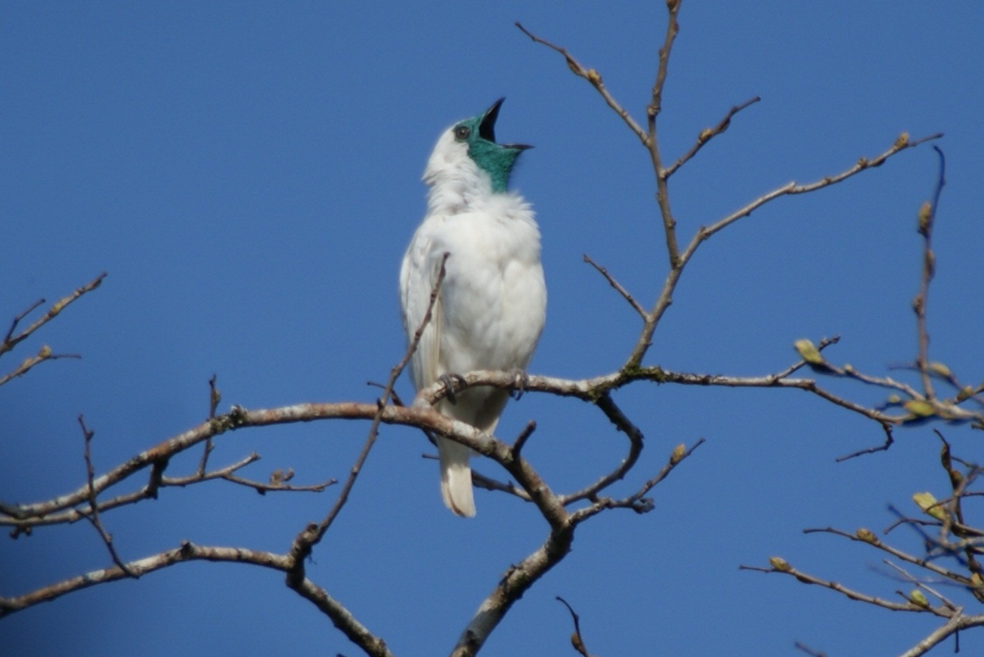 Procnias nudicollis