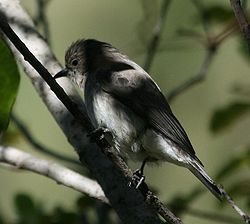 Prodotiscus regulus