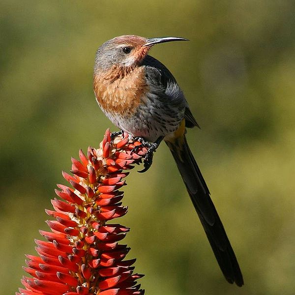 Promerops gurneyi