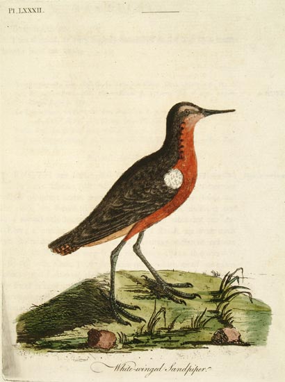 Prosobonia leucoptera