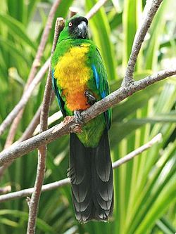 Prosopeia personata