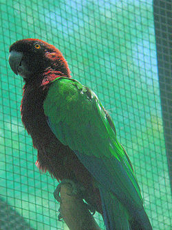Prosopeia splendens