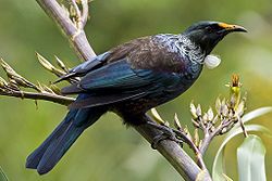Prosthemadera novaeseelandiae