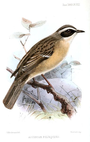 Prunella fulvescens