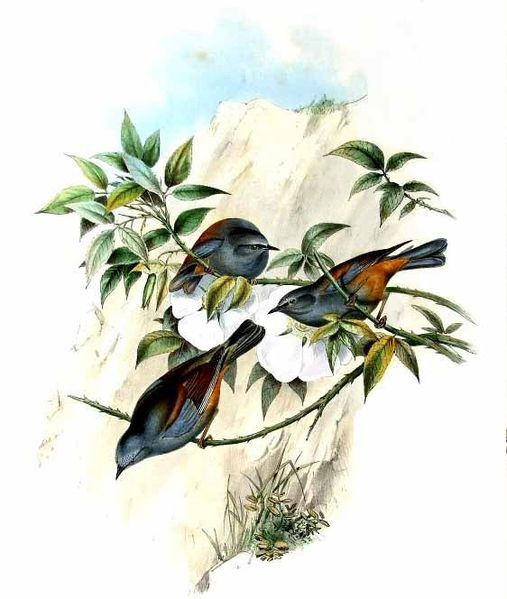 Prunella immaculata