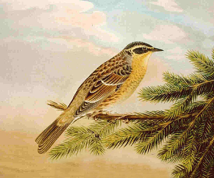 Prunella montanella