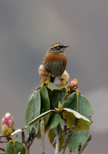Prunella strophiata