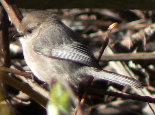 Psaltriparus minimus