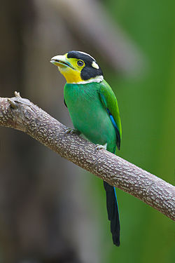 Psarisomus dalhousiae