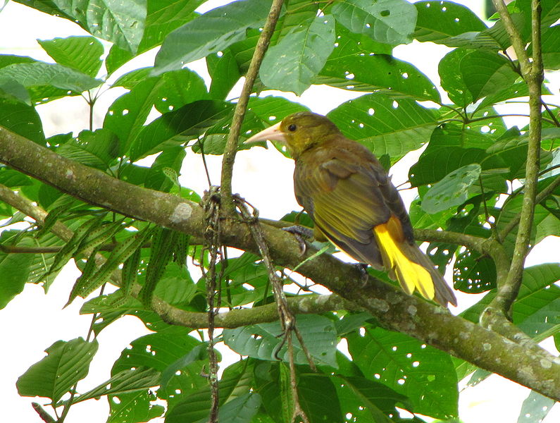 Psarocolius angustifrons