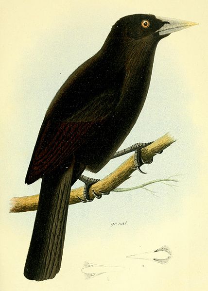 Psarocolius atrovirens