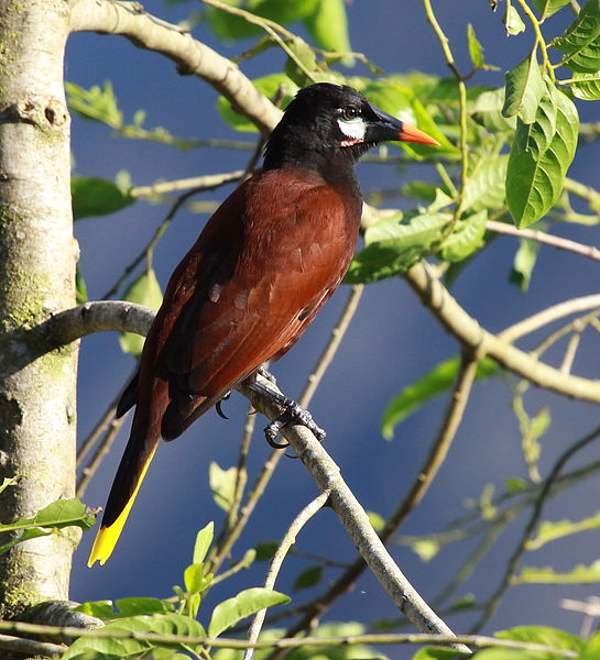 Psarocolius montezuma