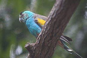 Psephotus chrysopterygius