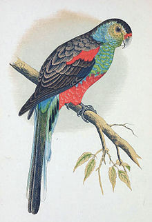 Psephotus pulcherrimus