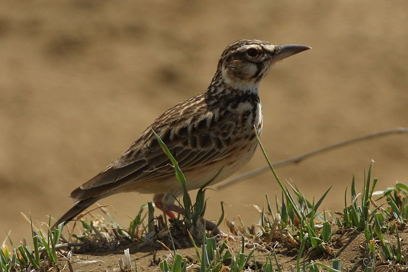 Pseudalaemon fremantlii