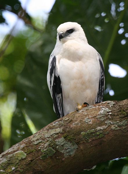 Pseudastur albicollis