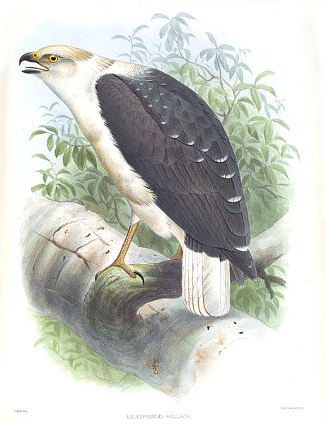 Pseudastur polionotus