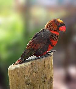 Pseudeos fuscata